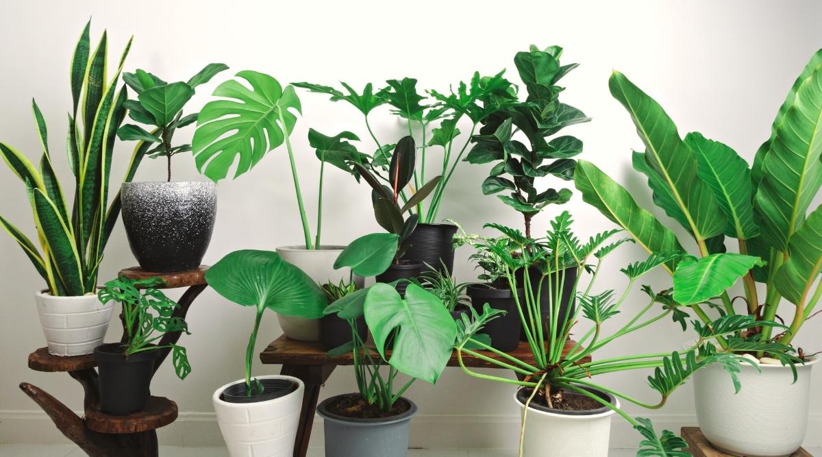 House Plants That Are Evergreen