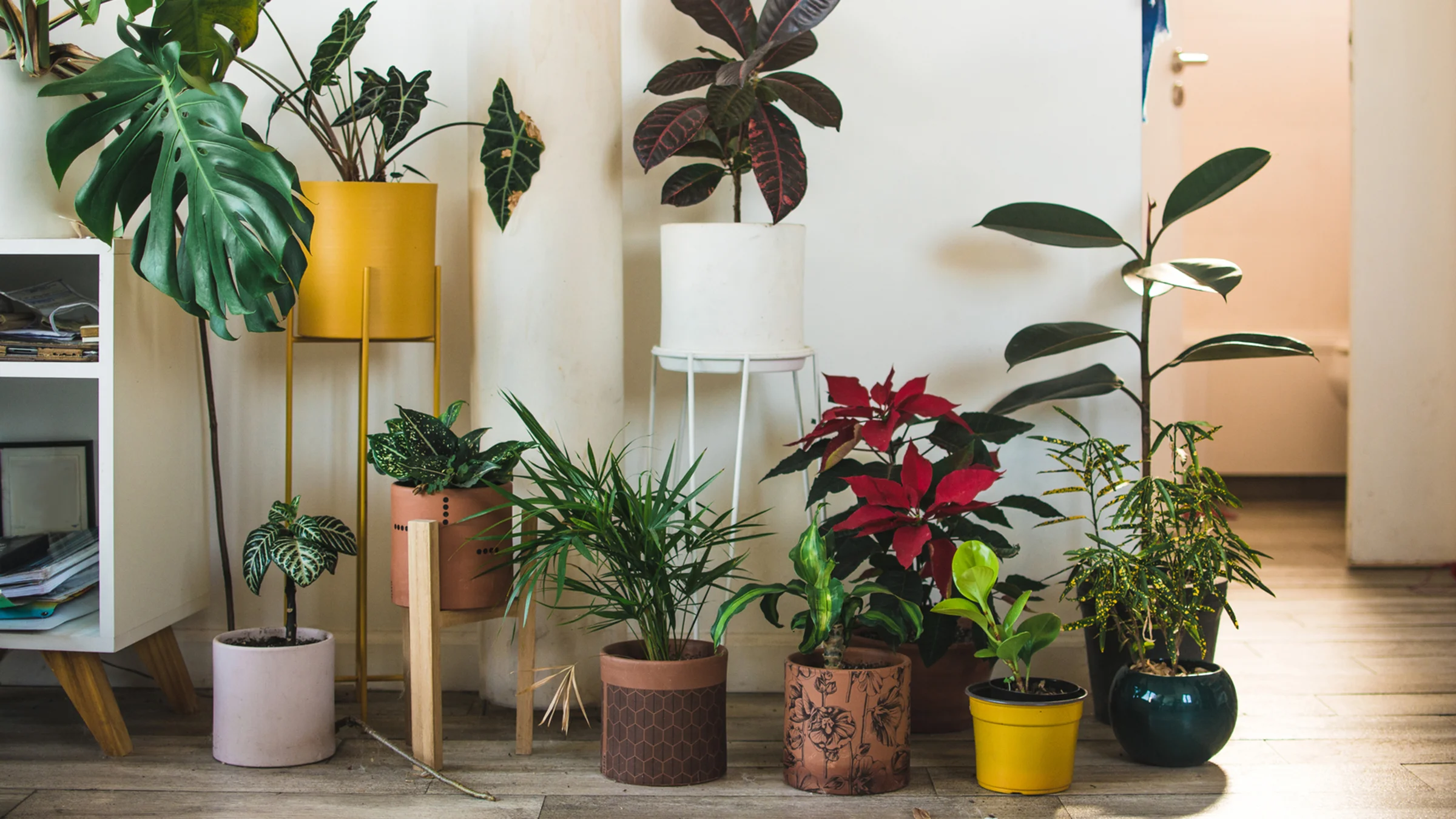 A Basic Guide to Keeping House Plants